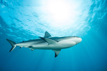 Obraz premium Caribbean reef shark swims through clear waters of the Bahamas