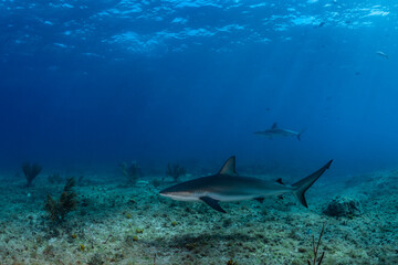 Fototapeta premium Caribbean reef shark swimming in clear waters of the Bahamas