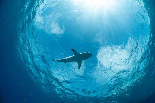 Caribbean reef shark swims in clear waters of the Bahamas