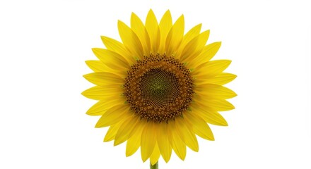 Obraz premium Vibrant yellow sunflower head isolated on a clean white background, showcasing the large bloom and natural summer radiance ,happy, summer, studio