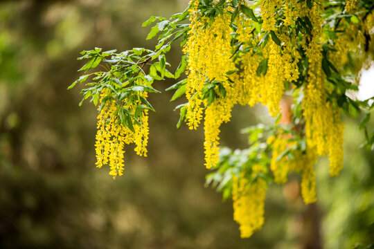 Golden rain tree branch with yellow flowers. Koelreuteria paniculata