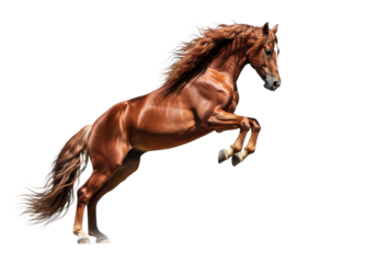 A powerful chestnut andalusian stallion, airborne mid-jump, its flowing mane and tail dramatically isolated against a white studio cyclorama, conveying untamed freedom and elegant strength