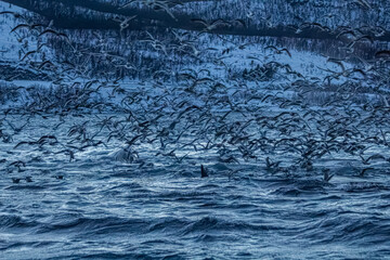 Fjord in verschneitem Norwegen mit M&ouml;wen und Orcas beim Fischfang