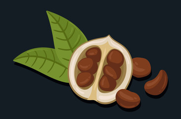 Cocoa beans. Raw cacao chocolate ingredient, natural dessert component flat vector illustration. Delicious cocoa plant