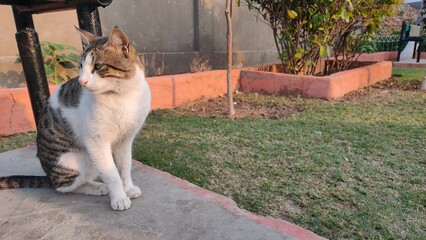 Tabby and White Cat Sitting on Concrete Path in Outdoor Garden Backyard