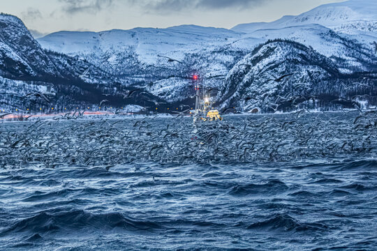 Fjord in verschneitem Norwegen mit M&ouml;wen, Orcas und kleinem Fischerboot