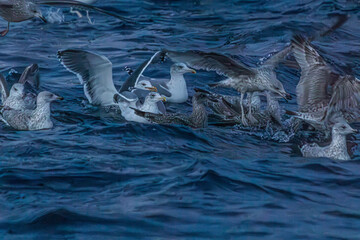 M&ouml;wen greifen Schwarm Fische im norwegischen Fjord an