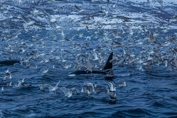 Fototapeta premium Fjord in verschneitem Norwegen mit Möwen und Orcas beim Fischfang