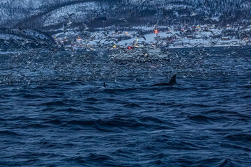 Fjord in verschneitem Norwegen mit M&ouml;wen und Orcas beim Fischfang