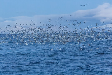 Fjord in verschneitem Norwegen mit M&ouml;wen und Orcas beim Fischfang