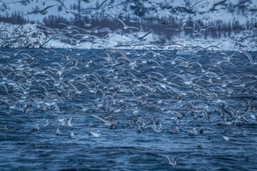 Fjord in verschneitem Norwegen mit M&ouml;wen und Orcas beim Fischfang