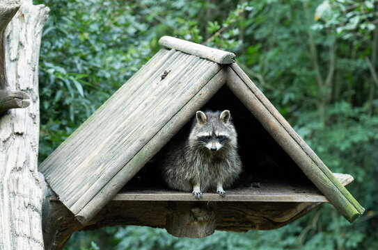 Waschb&auml;r sitzt in einem Vogelhaus