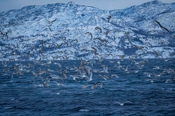 Fjord in verschneitem Norwegen mit M&ouml;wen und Orcas beim Fischfang
