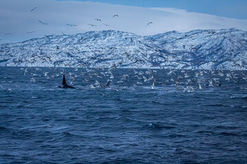 Fjord in verschneitem Norwegen mit M&ouml;wen und Orcas beim Fischfang