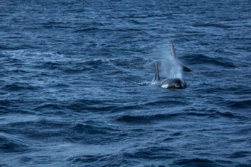Orcafamilie im Fjord von Norwegen mit verschneiter Landschaft und Bergen
