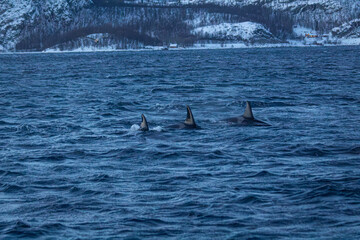 Orcafamilie im Fjord von Norwegen mit verschneiter Landschaft und Bergen
