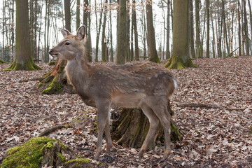 Damwild im Wald