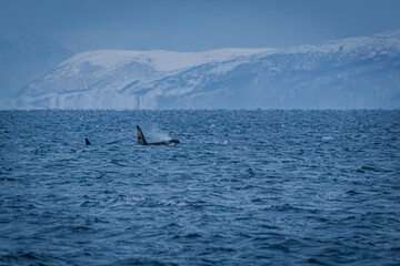 Orcafamilie im Fjord von Norwegen mit verschneiter Landschaft und Bergen
