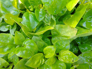 Green leaf fresh leaf garden leaf leafy texture natural pattern green background plant foliage salad leaf organic vegetable healthy foodLush green leaf fresh leaf garden leaf leafy texture natural