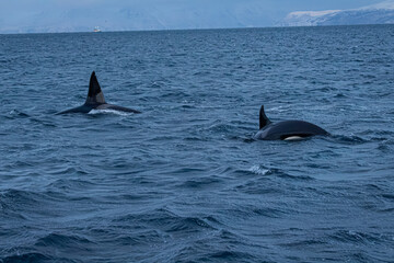 Fototapeta premium Orcafamilie im Fjord von Norwegen mit verschneiter Landschaft und Bergen 