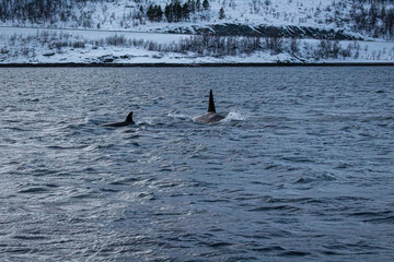 Orcafamilie im Fjord von Norwegen mit verschneiter Landschaft und Bergen
