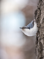Fototapeta premium Eurasian nuthatch or wood nuthatch, lat. Sitta europaea, sitting on a tree trunk with a blurred background.