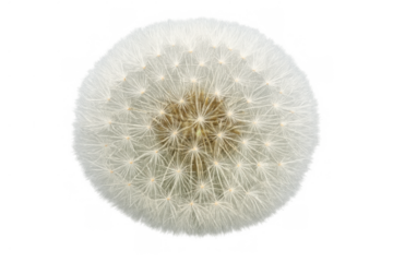 Dandelion seed head with white fluffy pappus on transparent background, symbolizing wishes, dreams, spring, and freedom