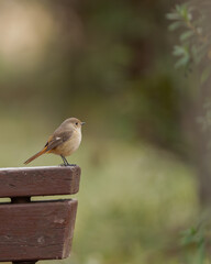 公園のベンチに止まる野鳥