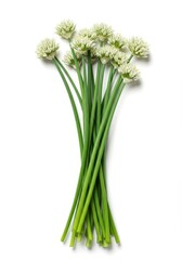 Fototapeta premium Fresh bunch of Chinese garlic chive stalks and delicate white flowers isolated on a pure white backdrop. Edible, aromatic herbs used widely in cooking ,herb, white, culinary
