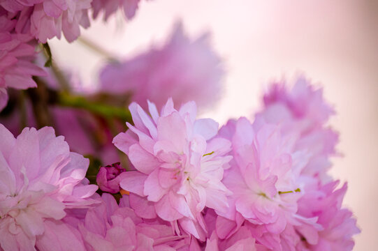 pink sakura flowers on branches in spring season. beautiful nature background of delicate kwanzan plant on a sunny day for wallpaper. urban uzhhorod