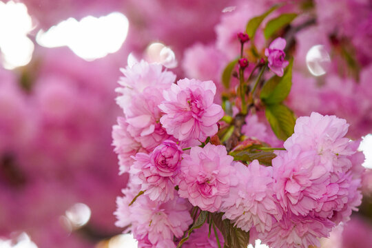 pink sakura flowers on branches in spring season. beautiful nature background of delicate kwanzan plant on a sunny day for wallpaper. urban uzhhorod
