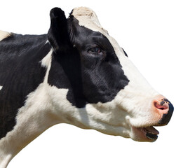 Cow Head Isolated on Transparent Background