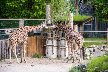 Giraffes standing tall and eating leaves inside an enclosure of a zoo at Latvia © zanna_