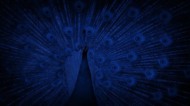 Peacock Moves Around At Night
