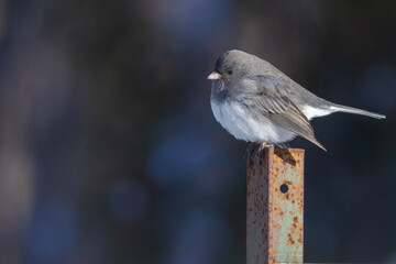 dark-eyed junco (Junco hyemalis) in winter 