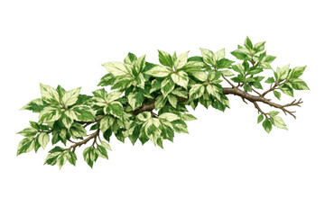 Obraz premium Variegated plant branch with green and white foliage, creating natural organic decoration, transparent background