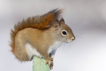 Obraz premium American red squirrel (Tamiasciurus hudsonicus) in winter