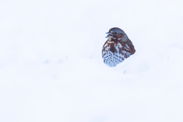 Obraz premium fox sparrow (Passerella iliaca) in winter