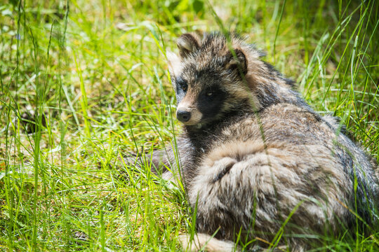 Cute fluffy raccoon dog sitting in the green grass