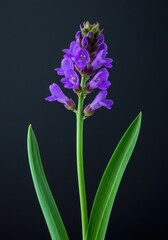 Obraz premium Vibrant purple blossom standing tall on a bright green stalk, symbolizing growth, spring, and natural beauty ,natural, environment, vibrant