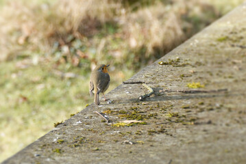 European robin (Erithacus rubecula) sitting on a stone in Zurich, Switzerland