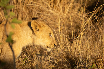 lion cub in the grass