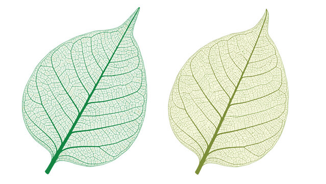 Detailed green and yellow leaf skeletons showing the intricate vein structure of a leaf on a plain white background.