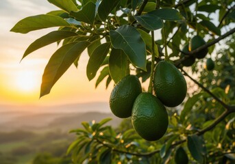 Cluster of Green Avocados Hanging on Sunlit Tree Branches