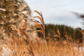 Bright dry grass against the background of winter nature. Winter landscape. Vivid natural contrasts. Winter background.
