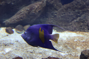 Fototapeta premium yellowband angelfish (Pomacanthus maculosus), also known as the halfmoon angelfish or yellowbar angelfish