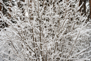 Fluffy shrub in the snow against the background of winter nature. Winter snow-covered landscape.