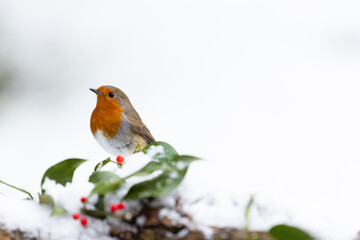 Snowy Robin (erithacus rubecula) on a snowy log with holly and red berries. festive scene....