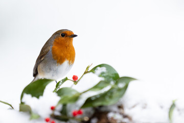 Snowy Robin (erithacus rubecula) on a snowy log with holly and red berries. festive scene....