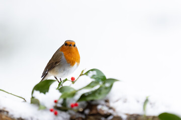 Fototapete bei efototapeten.de bestellen   